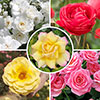 Garden Glamour Rose Collection