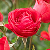 Garden Glamour Rose Collection