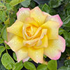 Garden Glamour Rose Collection