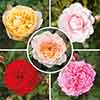 Classic Old English Shrub Rose Collection