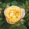 Classic Old English Shrub Rose Collection