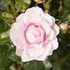 Classic Old English Shrub Rose Collection