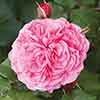 Classic Old English Shrub Rose Collection