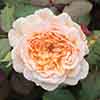 Classic Old English Shrub Rose Collection