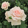 Rose Chandos Beauty ®