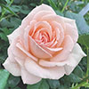 Rose Chandos Beauty ®