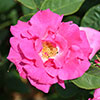 Climbing Rose Zephirine Drouhin Climbing Rose Zephirine Drouhin
