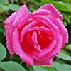 Climbing Rose Zephirine Drouhin Climbing Rose Zephirine Drouhin
