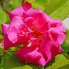 Climbing Rose Zephirine Drouhin Climbing Rose Zephirine Drouhin