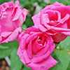 Climbing Rose Zephirine Drouhin Climbing Rose Zephirine Drouhin