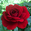 Patio Standard Rose Red
