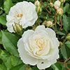 Patio Standard Rose White