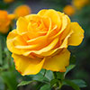 Pair of Patio Standard Yellow Roses