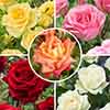 The Best Ever Hybrid Tea Rose Collection