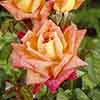 The Best Ever Hybrid Tea Rose Collection