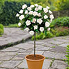 Patio Standard White Rose