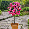 Patio Standard Pink Rose