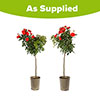 Pair of Patio Standard Red Roses