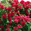 Groundcover Roses - Classic Collection Groundcover Roses - Classic Collection