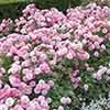 Groundcover Roses - Classic Collection Groundcover Roses - Classic Collection