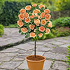 Patio Standard Peach Rose Patio Standard Peach Rose