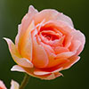 Patio Standard Peach Rose Patio Standard Peach Rose