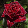 Rose Black Baccara