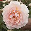 Rose Chandos Beauty