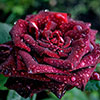 Rose Black Baccara