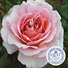 The Queen Elizabeth II Rose