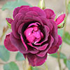 Rose Burgundy Ice Rose Burgundy Ice