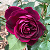 Rose Burgundy Ice Rose Burgundy Ice