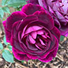 Rose Burgundy Ice Rose Burgundy Ice