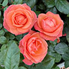 Rose Lady Marmalade ®