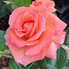 Rose Lady Marmalade ®