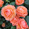Rose Lady Marmalade ®