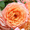 Rose of the Year 2023 Peach Melba