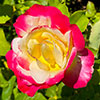 Rose Double Delight Rose Double Delight
