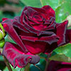 Rose Black Baccara