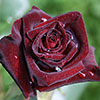 Rose Black Baccara