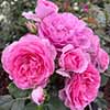 Rose Platinum Jubilee