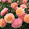 Climbing Rose Peach Melba