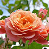 Climbing Rose Peach Melba