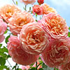 Climbing Rose Peach Melba