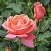 Catherines Rose® Catherines Rose®
