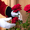 Rose Chelsea Pensioner