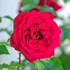 Harkness Rose Red Rumble