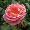 Catherines Rose