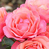 Rose of the Year 2026 Coral Gardens