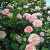 Rose Alchymist